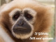 Gibbon Conservation Center in Saugus Hosts Adopt-a-Gibbon Program