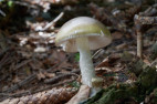 CDPH Issues Warning of Amatoxin Poisoning Linked to Wild, Foraged Mushrooms