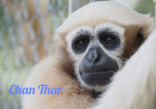 Gibbon Center Needs Donations to Meet $15K Match