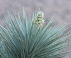 CSUN Researchers Call for Public’s Help in Documenting Joshua Trees’ Surprise Out-of-Season Bloom
