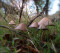 Jan. 18: Placerita Canyon Nature Center Guided Mushroom Tour