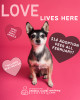 Feb. 7: Fall in Love Fur-Ever At Paws For Love Adoption Event at SCV Public Library