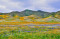 Early Registration Advised for Tejon Ranch Spring Wildflower Tours