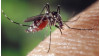 New Worry in L.A. County: Asian Tiger Mosquitoes