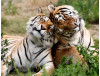 McKeon-Sanchez Bill Would Save Big Cats from Cruelty