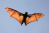 Santa Clarita Leads the County in Rabid Bat Discoveries