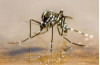 Agencies Fighting Asian Tiger Mosquito Invasion