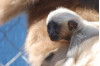 Report from the Gibbon Conservation Center