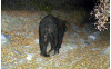 Black Bear Caught on City’s ‘Critter Cam’