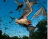 Santa Clarita Valley Passes 50% Mark in Rabid Bats