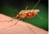 County Warns of Possibly Dangerous, Invasive Mosquitoes