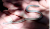Legless Lizards Hold Up County’s 126 Bridge Project