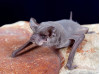 Second Rabid Bat Found in SCV This Year