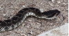 Rattlesnakes: Friend or Foe?