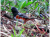 Feb. 21: MRCA Bird Hike in Towsley Canyon