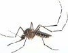 Vicious Australian Pest Invades L.A. County