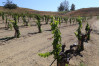 COC Viticulture Students Cultivating Success