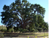 Barger Boosts ‘Old Glory’ Historic Oak Tree Protections