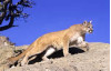 Another Mountain Lion Killed While Crossing Freeway