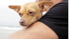 Petco Produces Celeb Videos to Promote Animal Adoption