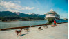 Sled Dogs Tug Ruby Princess on Maiden Alaska Voyage