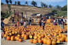 Lombardi Ranch Cancels 2015 Pumpkin Festival