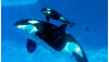 Sea World Says It’ll Fight New Ban on Killer Whale Breeding