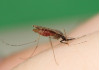 Avoid Mosquito Bites this Holiday Weekend