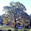 City to Host Oak Tree Maintenance Workshop