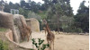 April 16: City Offers Ride to Santa Barbara Zoo, Wharf