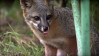 Channel Islands Foxes Saved from Extinction, Removed from List (Video)