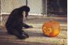 Oct. 28: Gibbon Conservation Center Celebrates First Halloween
