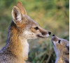Suit Filed to Protect San Joaquin Kit Fox from Development