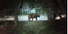 Officials Remind to Keep Pets Safe in Light of Stevenson Ranch Bear Sighting