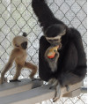 May 13: Celebrate Mother’s Day at Breakfast with the Gibbons