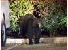 Pair of Bears Spotted in Santa Clarita Valley