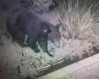 Bear Sighted in Stevenson Ranch Again