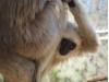 Gibbon Conservation Center Looking for New Treasurer