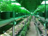City Council to Consider Cannabis Land-Use Ban