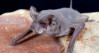 Rabid Bat Sighted in Valencia; Vets Urge Caution