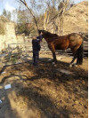 County Animal Care Responds to Horse Deaths in Sylmar