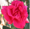 CSUN-al Gardening to Tackle the Prickly Topic of Pruning Roses