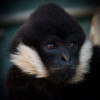 10 Gibbons Still in Need of Sponsors
