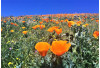 California Poppy Reserve Hiring Seasonal Park Aides