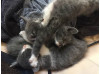 County Animal Care ‘Pee Wee Kittens’ Program Wins National Award