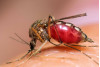 West Nile Update: Mosquito Activity Still High, But Not in SCV