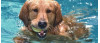6 County Pools Participating in ‘Pooches in the Pool’ Event on Labor Day