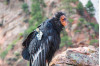 Feds Help California Condors Expand Into Historic West Coast Range