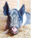 April 21: Gentle Barn Celebrates Year of the Pig with Piggy Party