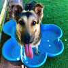 County Offers Tips on Keeping Pets Cool During Heatwave